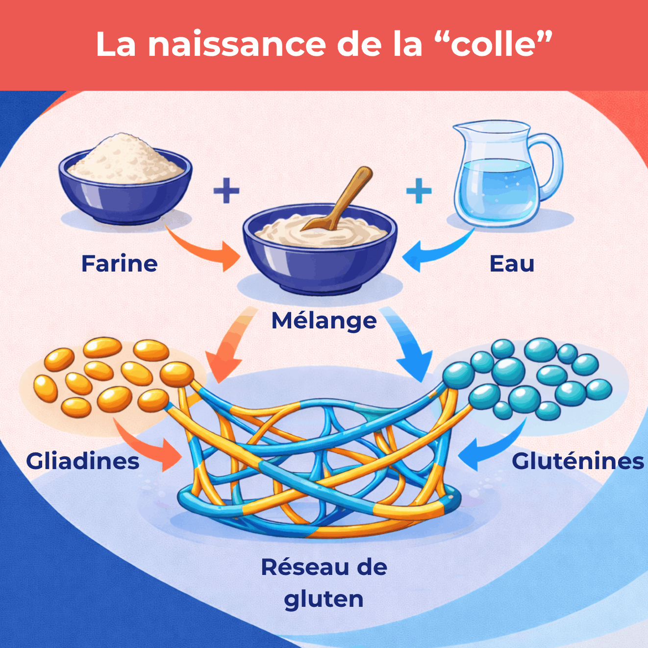 Infographie expliquant la formation du gluten lors du mélange entre la farine et l’eau.