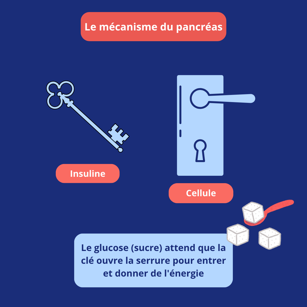 Illustration du rôle de l’insuline et du pancréas dans la régulation du sucre sanguin