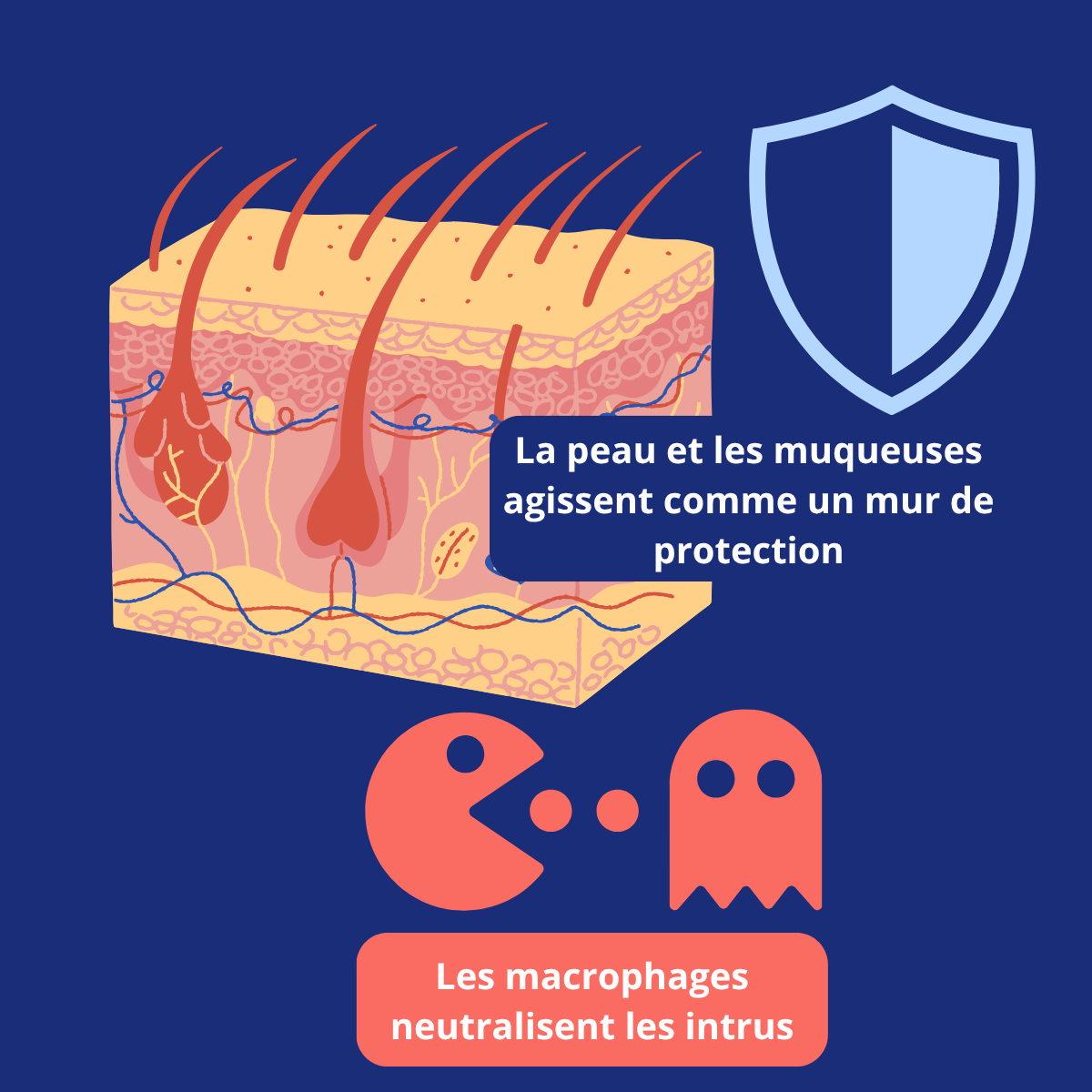 Illustration de l’immunité innée avec la peau, les muqueuses et les macrophages comme premières défenses naturelles