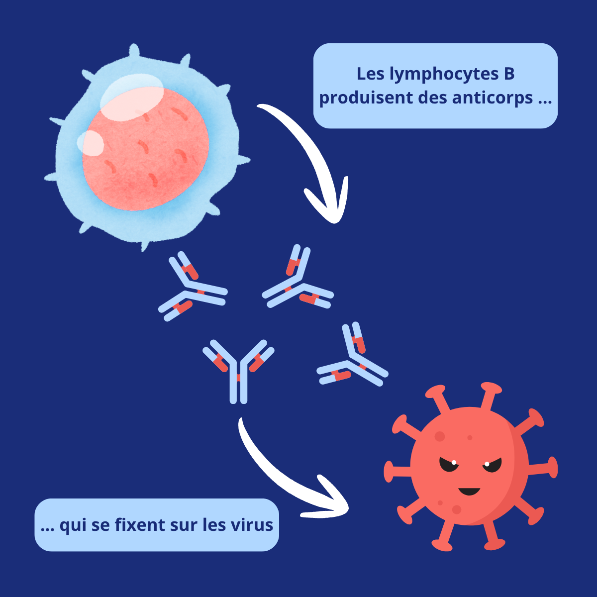 Illustration des lymphocytes B produisant des anticorps dans le cadre de l’immunité adaptative