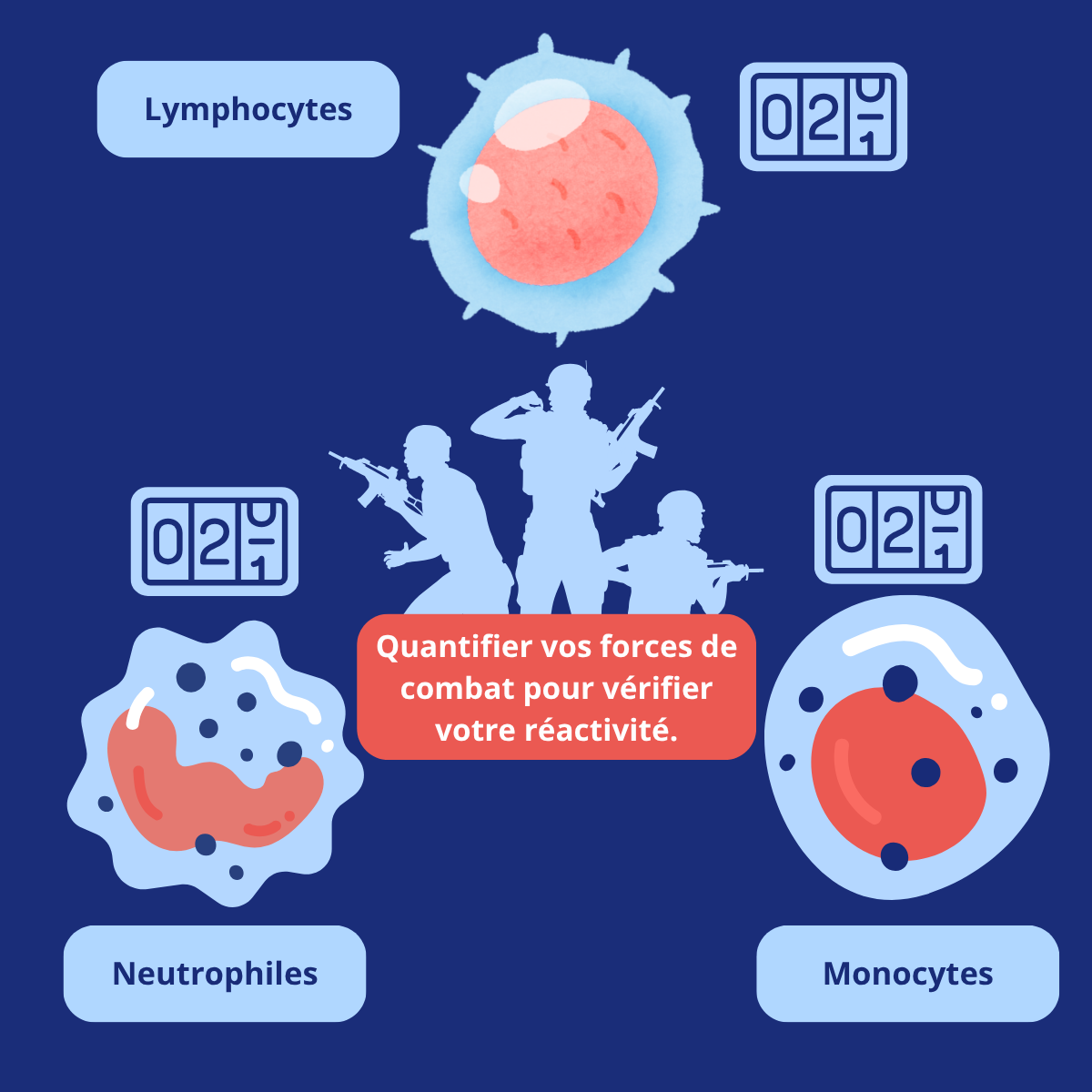 Illustration des lymphocytes, neutrophiles et monocytes dans le cadre d’un bilan immunitaire NFS