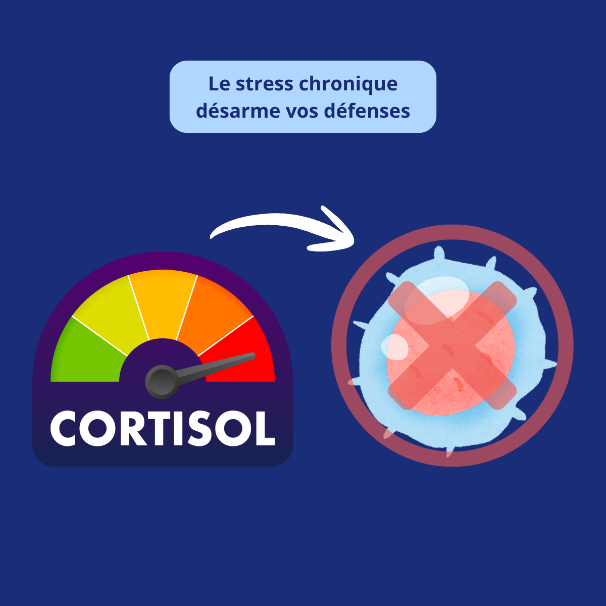 Illustration du cortisol et de l’impact du stress chronique sur le système immunitaire