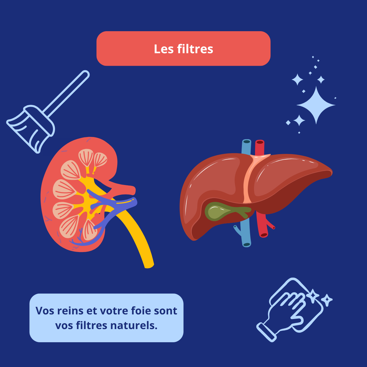 Illustration des reins et du foie comme filtres naturels dans le cadre d’un bilan santé senior