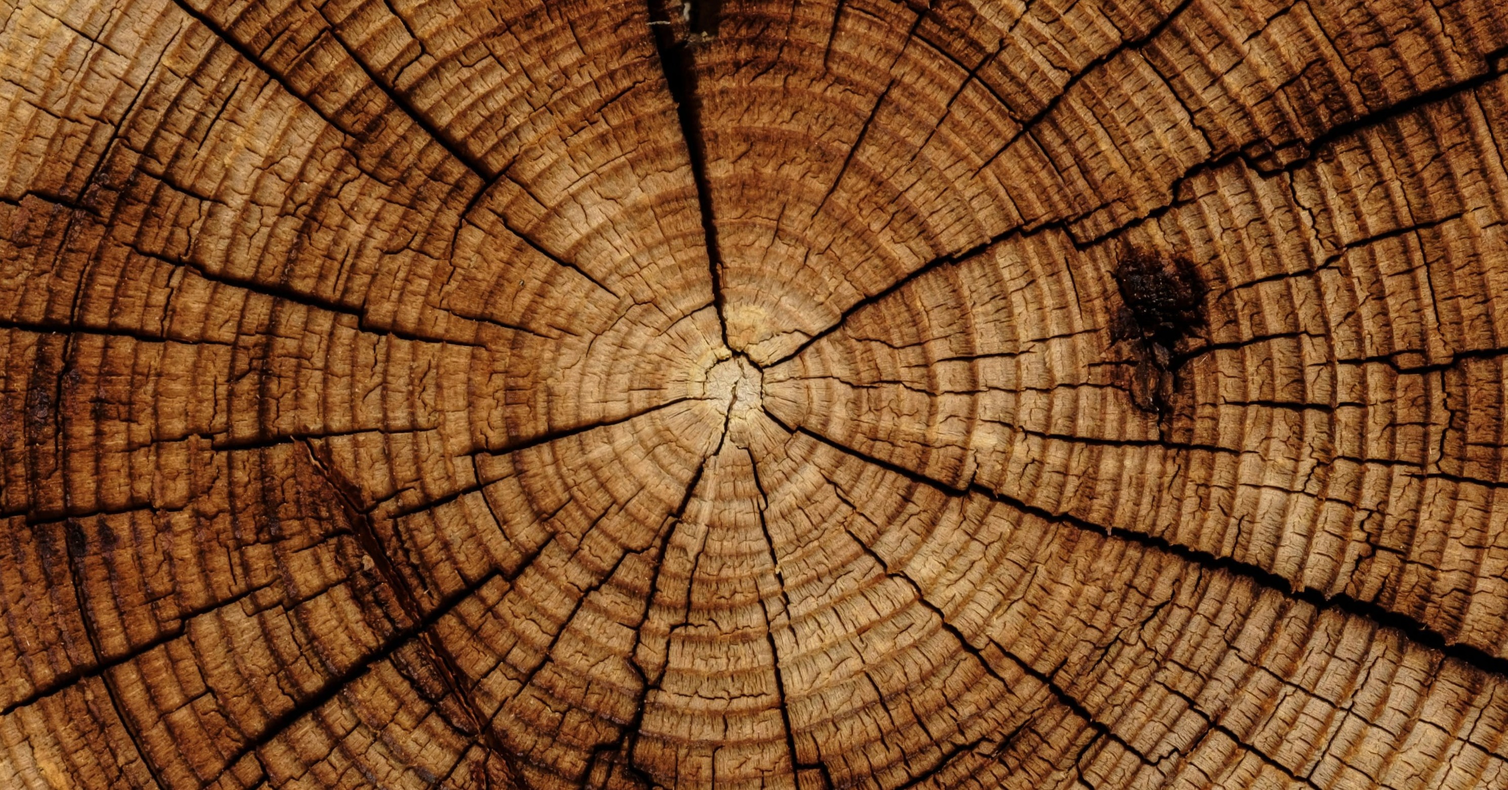 Tronc d’arbre en coupe illustrant les anneaux du temps et le vieillissement naturel