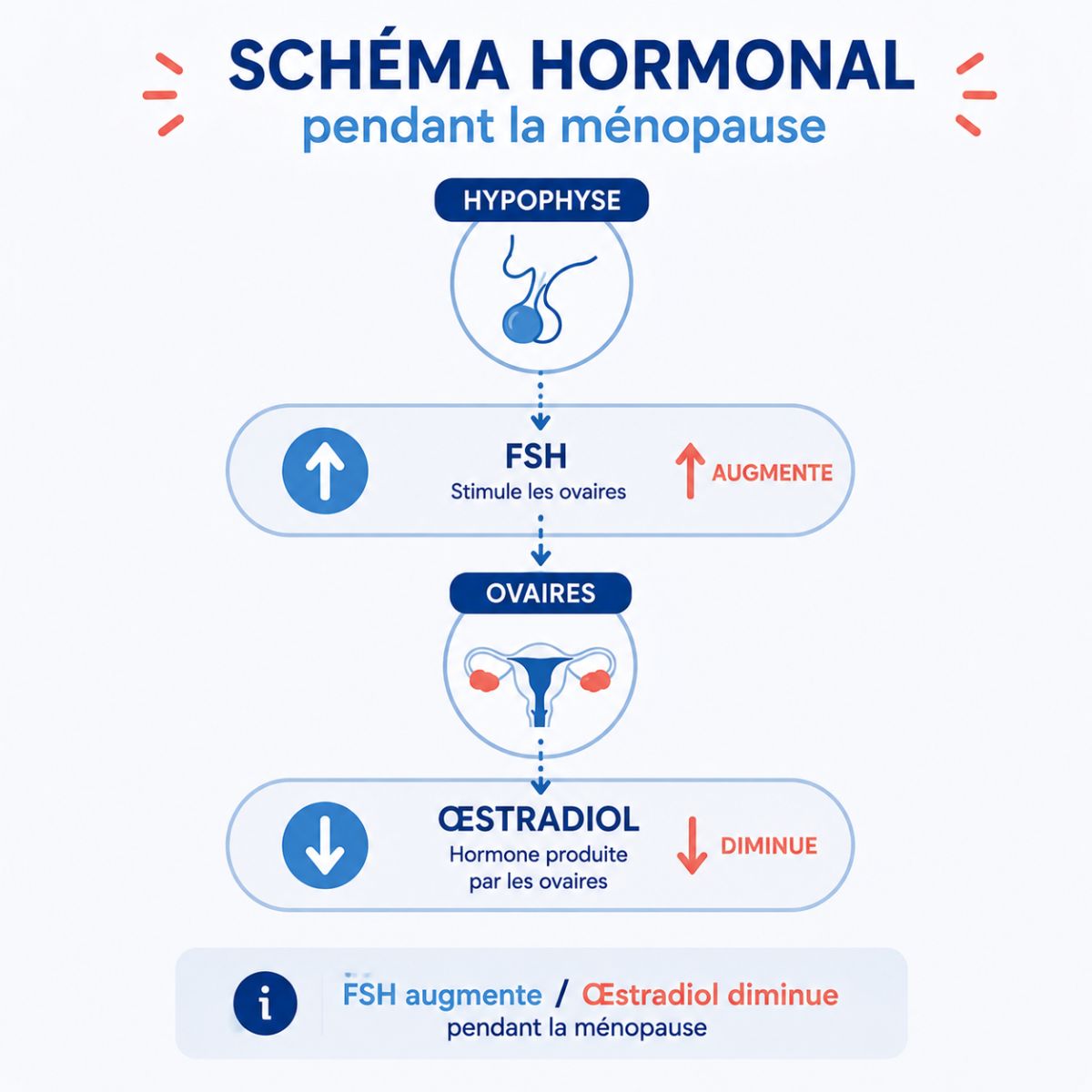 Infographie illustrant les principales hormones évaluées lors d'un bilan de la ménopause, montrant l'augmentation de la FSH et la diminution de l'œstradiol en raison de la baisse de l'activité ovarienne.